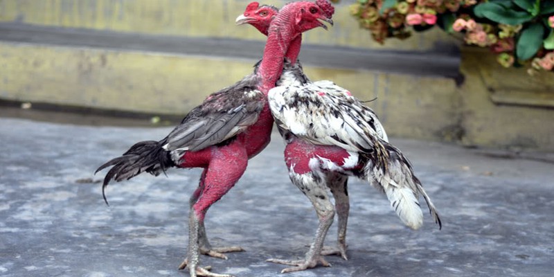 Các giống gà đòn Việt Nam hay nhất