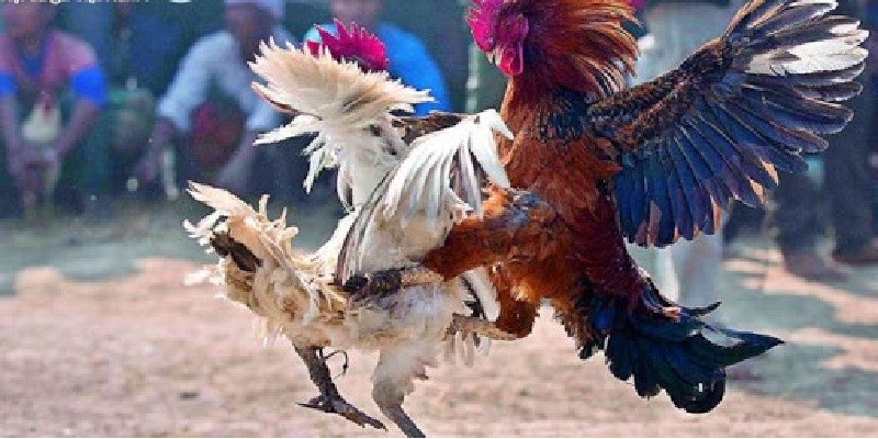 Giống gà đòn Việt Nam